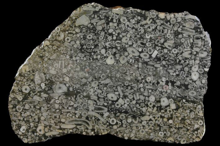 Fossil Crinoid Stems In Limestone Slab #167234